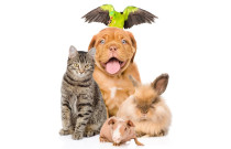 Gyvūnų augintinių priedai  